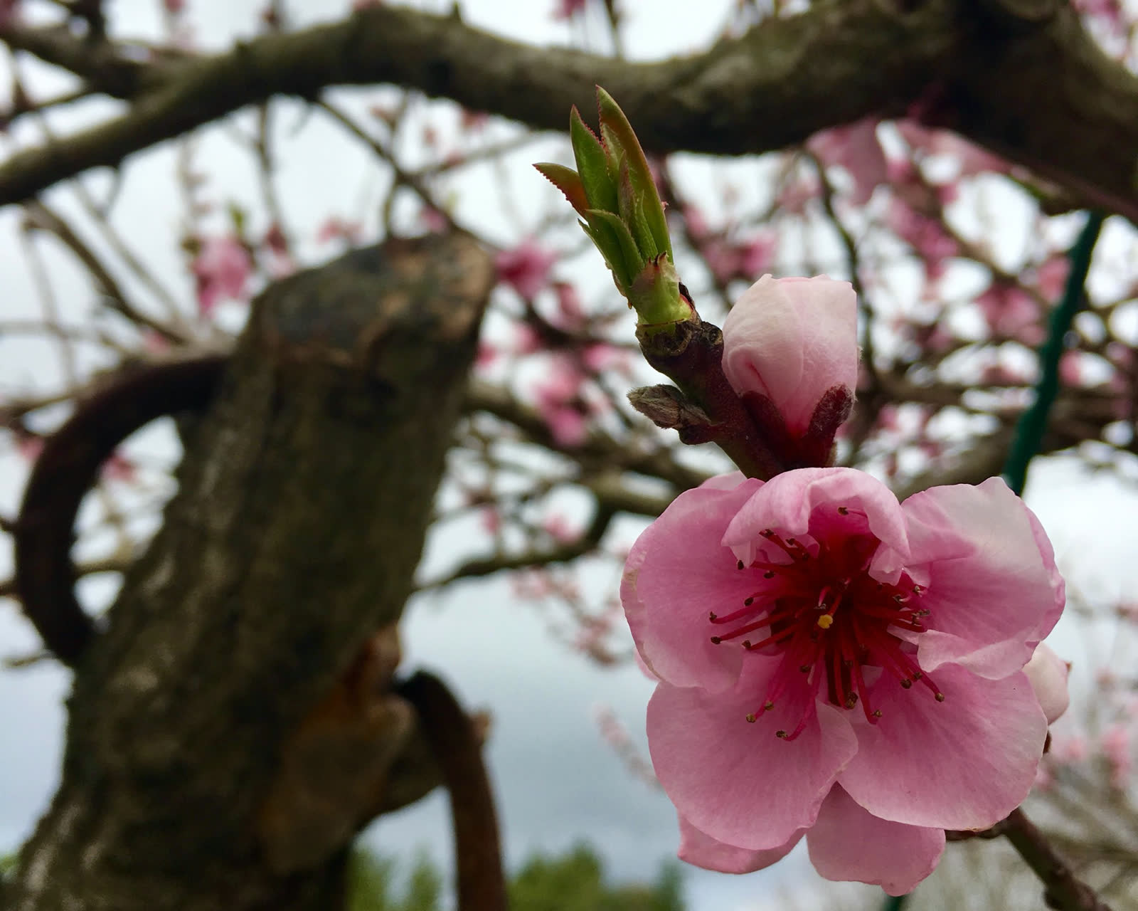 Blossom opening in spring