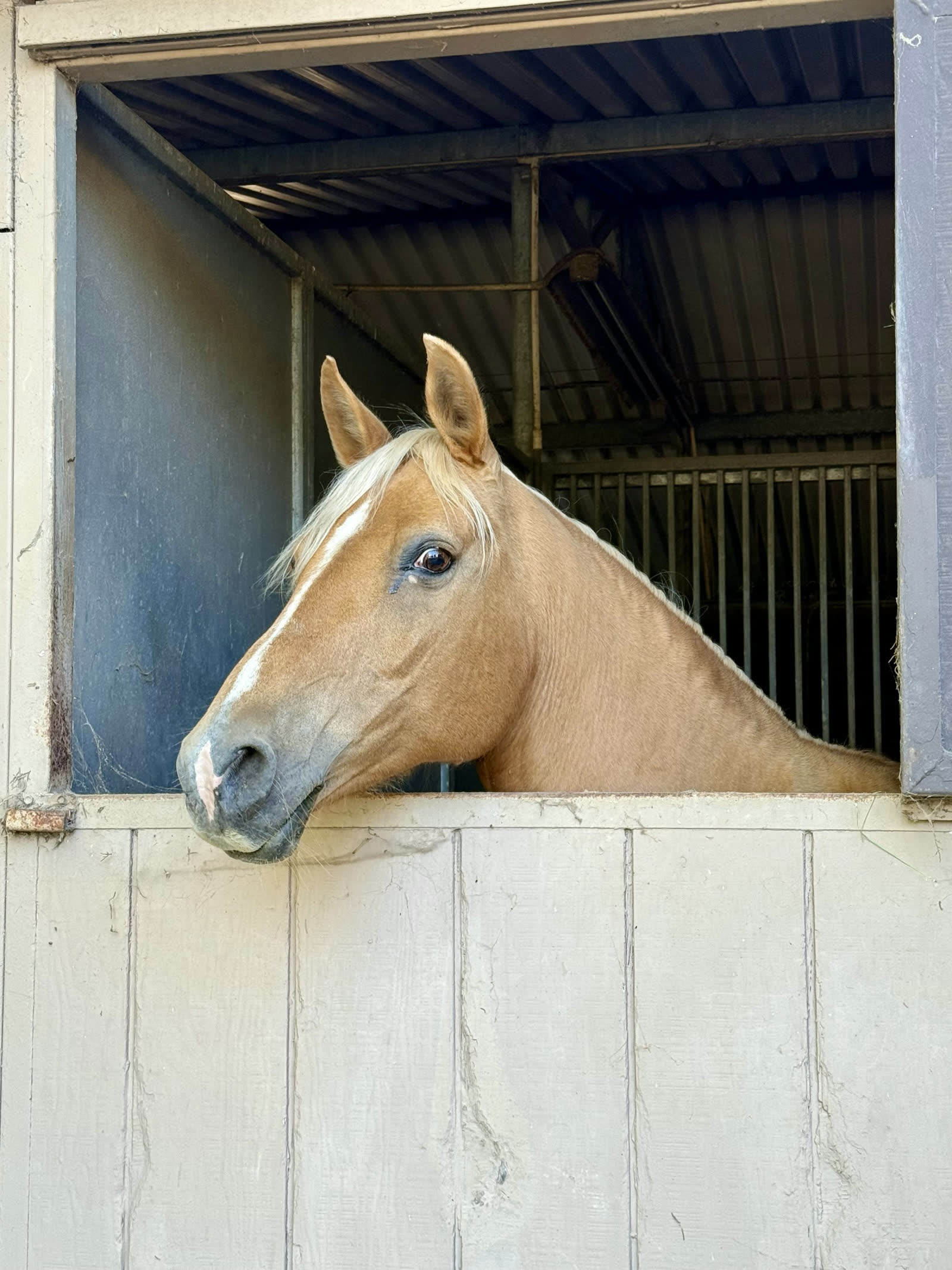 Horses at the stables