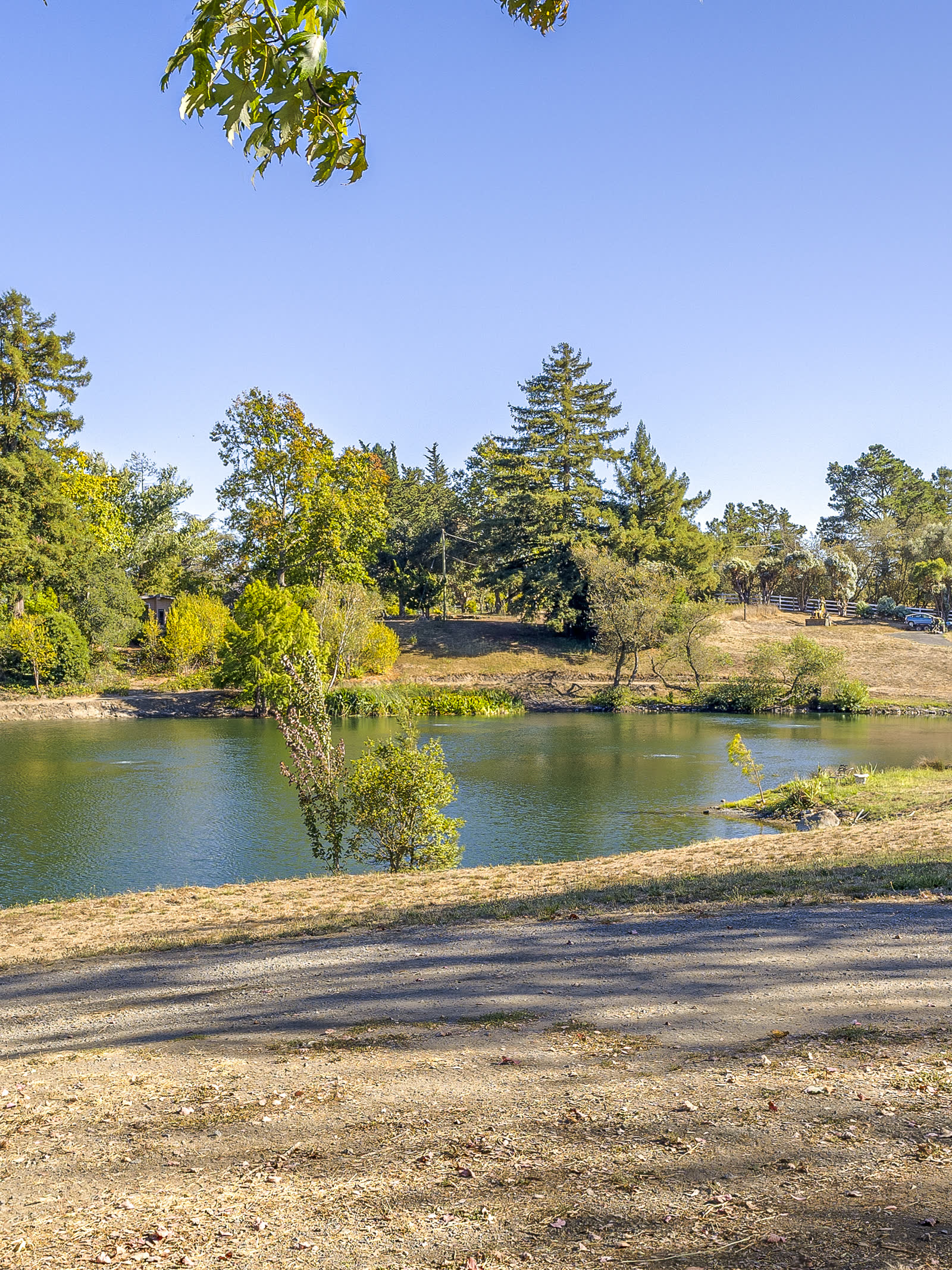 The pond