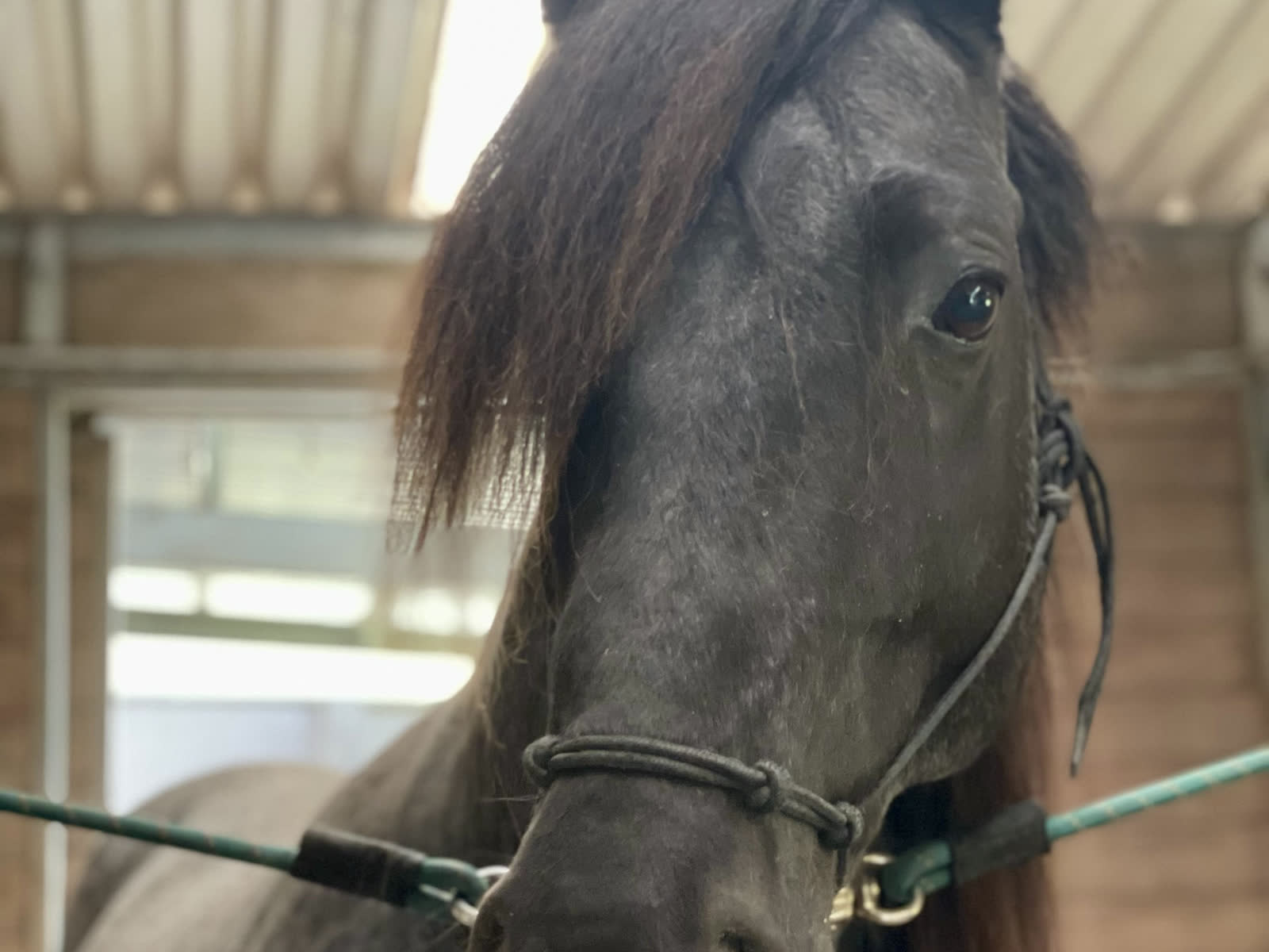 One of the horses at the fence