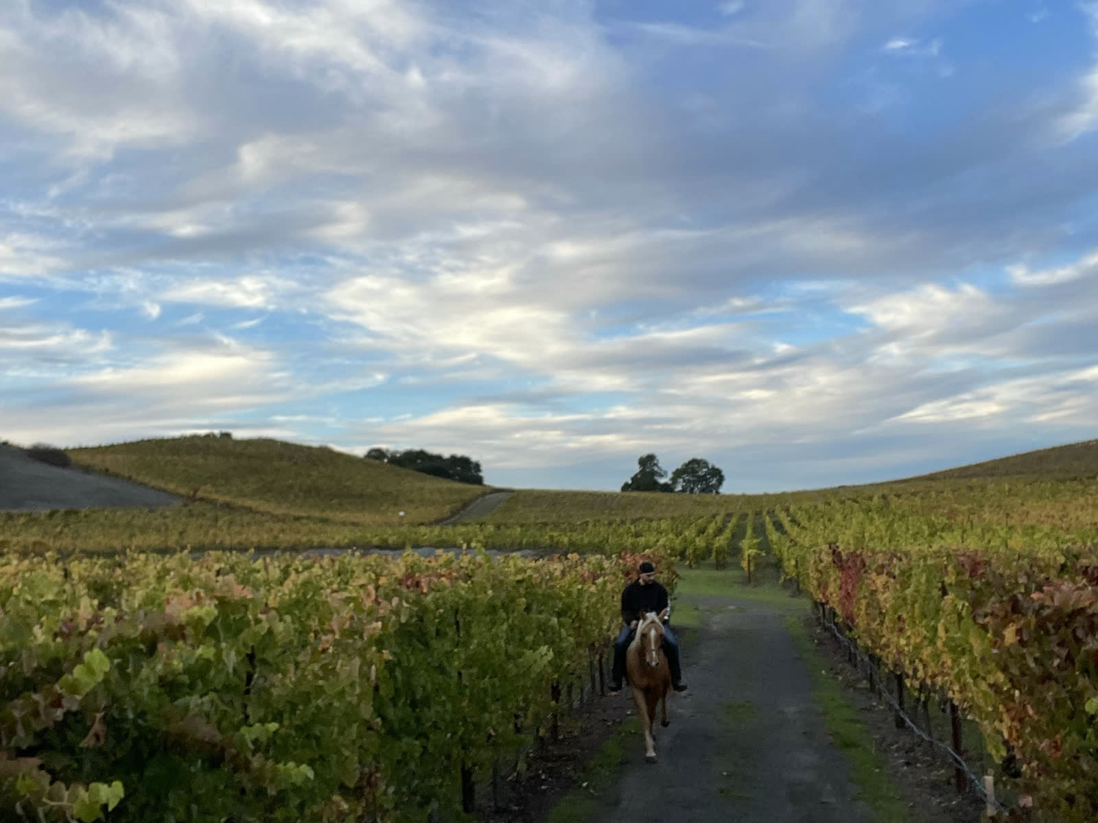 A rider between the vine rows under a wide sky