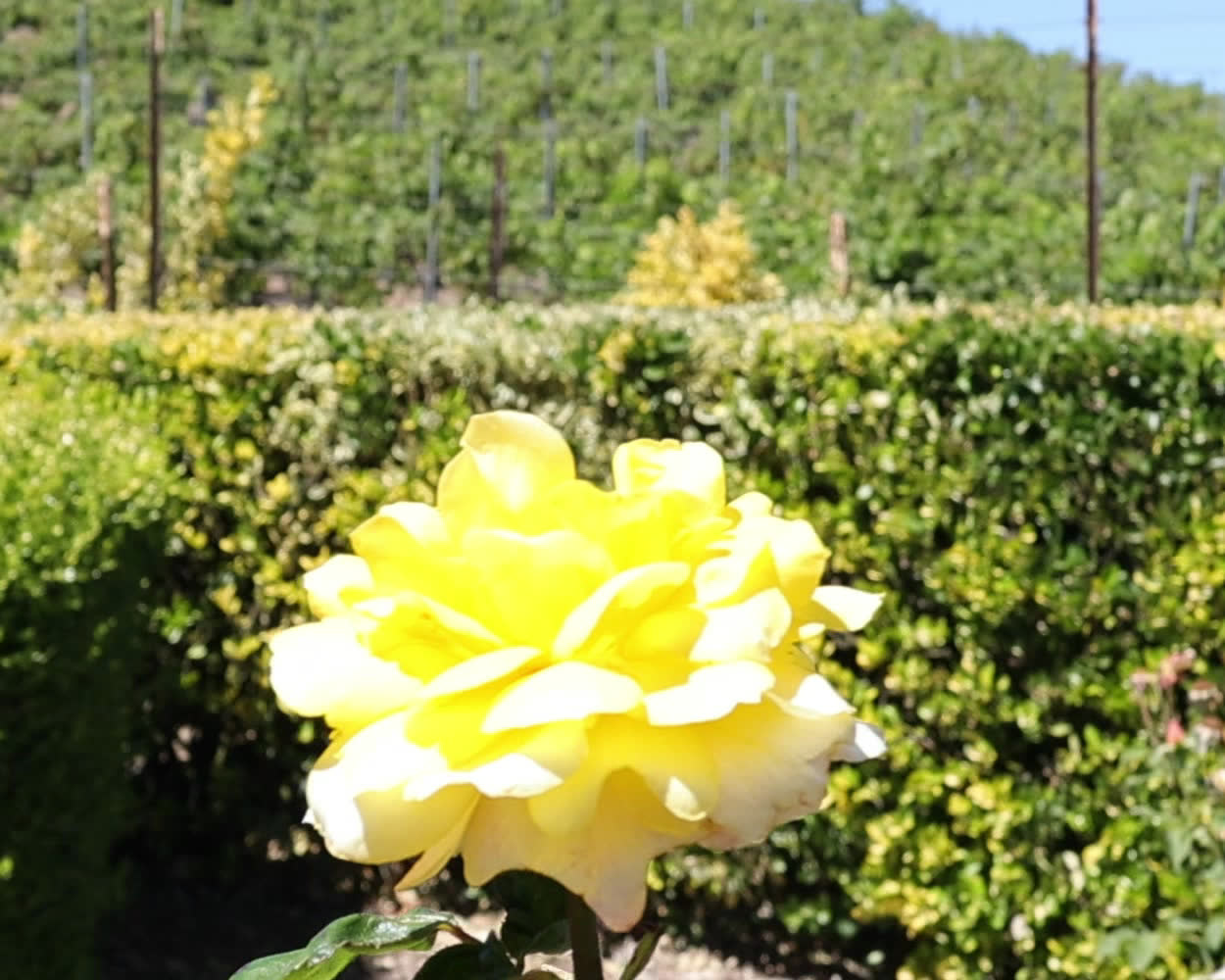A rose in the garden