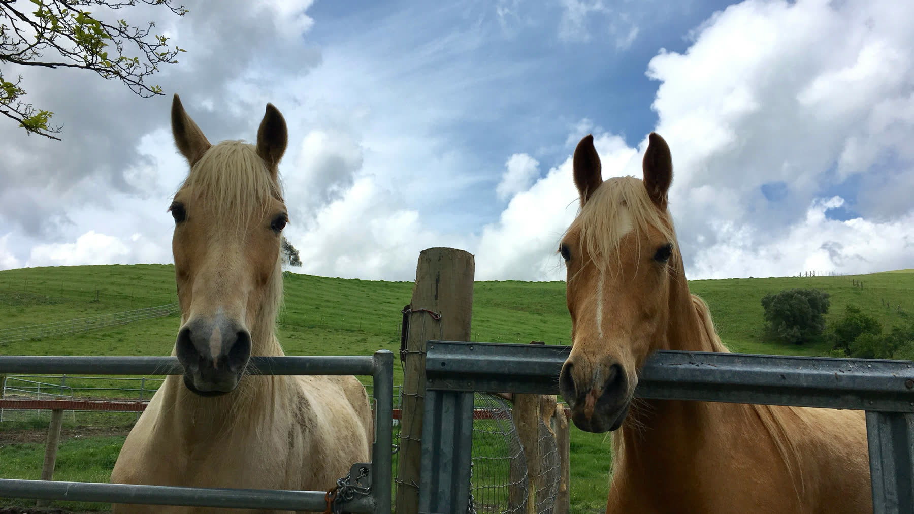 Horses at the stables