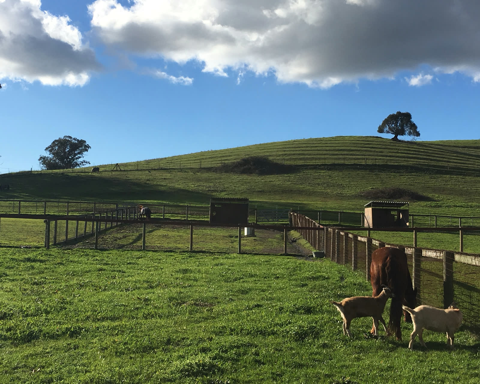 Green hills and a lone oak above the estate