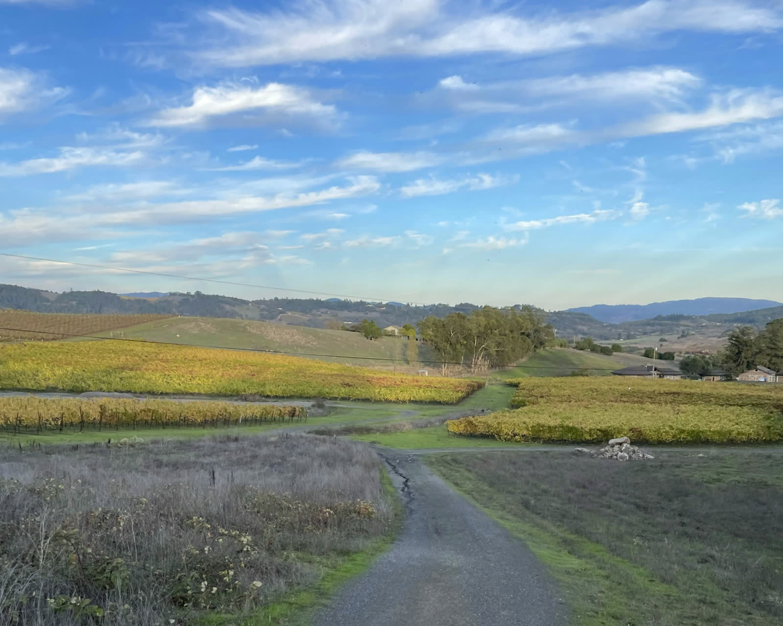 The track out through the autumn vines